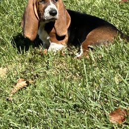 Basset Hound Puppies from Susan's Basset Hounds