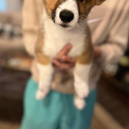 Moe - Pembroke Welsh Corgi puppy from CanaanCorgis