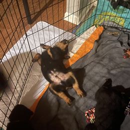 Rottweiler Puppies from BNB Rotts