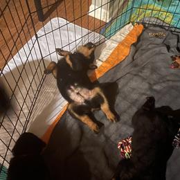 Rottweiler Puppies from BNB Rotts