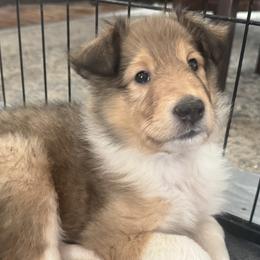 Blitzen - Sable and white female Collie puppy in Morocco, Indiana from Collegiate Bassets and Rheign Collies