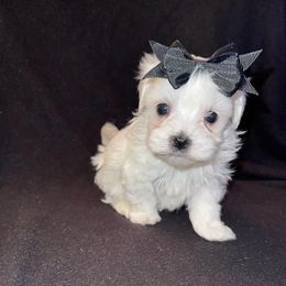 Biewer Terriers, Maltese, Maltipoos, Morkies, Poodles, and Yorkshire Terriers from The Puppy Palace