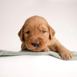 Sugar - Dark golden female Golden Retriever puppy in Buhl, Idaho from Atkinson's Goldens