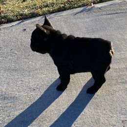 French Bulldog Puppies from Schoville Bulldogs