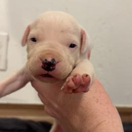 Eva - White female Dogo Argentino puppy in Winter Haven, Florida from El Riachuelo Dogo Argentino