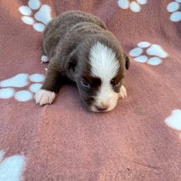 Bo Peep - Red & white female Miniature Australian Shepherd puppy in Stuart, Iowa from Arbor Hill Aussies