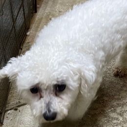 Maryann - Bichon Frise