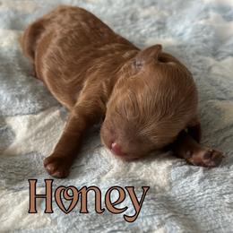 Honey - Red  female Poodle puppy in Dayton, Texas from Wolfe Island Poodles