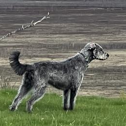 Labradoodles from Northern Lights Labradoodles