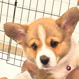 San Antonio - Red male Pembroke Welsh Corgi puppy in Springtown, Texas from OneLove Corgi