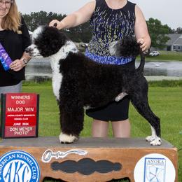 Styx - Portuguese Water Dog
