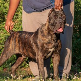Olly - Cane Corso