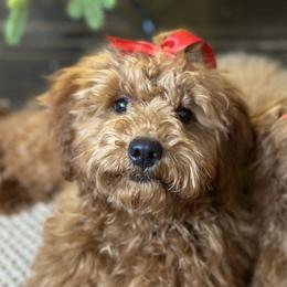Pink - Red  Goldendoodle puppy in Bountiful, Utah from Stitching Doodles