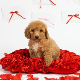 Roxie - Apricot female Poodle puppy in Los Angeles, California from Exquisite Doodles