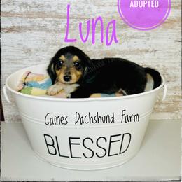 Pippa now Luna - Piebald female Dachshund puppy in Cincinnati, Ohio from Caines Dachshund Farm