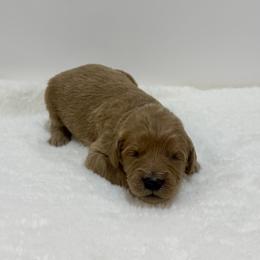 Shell - Red  female Goldendoodle puppy in Kenansville, North Carolina from J+A Family Doodles