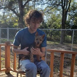 Australian Terrier and Cairn Terrier All Grown Up from Cedar Forrest Terriers LLC (Cairns & Australian Terriers)