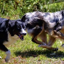 Australian Shepherds from Jess's Aussies