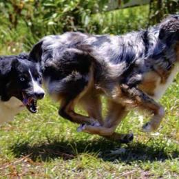 Australian Shepherds from Jess's Aussies