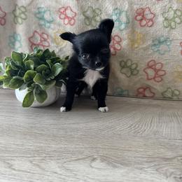Chihuahua Puppies from KB Chihuahuas
