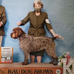 Duck - Wirehaired Pointing Griffon