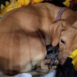 Dachshunds from Lucky Sevens Farm