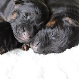 German Shepherd puppies from German Haus German Shepherds LLC