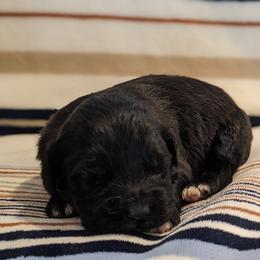 Red collar - Fawn female Companion Cross puppy in Tom's Brook, Virginia from rising sun duck tollers