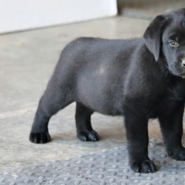 Girl 2 - Black female Labrador Retriever puppy in Camden, Ohio from Prebleridge Acres