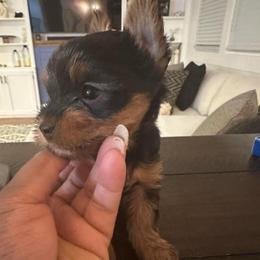 Theo neon green collar - Black and tan male Yorkshire Terrier puppy in Selden, New York from Alisha's Yorkshire Terriers
