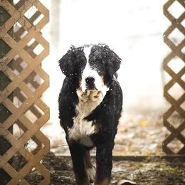 Bernese Mountain Dogs from Maumee Berners