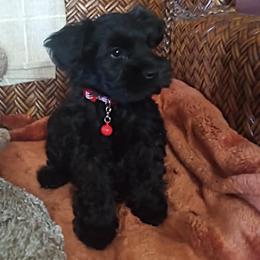 Solid black boy. - Black male Miniature Schnauzer puppy in Kannapolis, North Carolina from Schnauzer Affinity