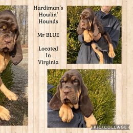 Australian Cattle Dog and Bloodhound Puppies from Hardiman’s Howlin’ Hounds