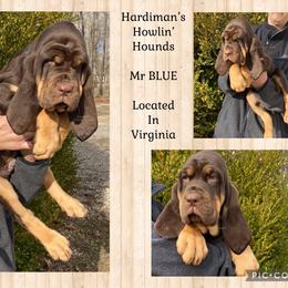 Australian Cattle Dog and Bloodhound Puppies from Hardiman’s Howlin’ Hounds
