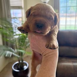 Dark Blue - Dark golden male Golden Retriever puppy in Mountain Home, Idaho from Poppy's Garden Golden Retrievers