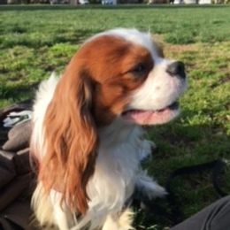 Dash - Cavalier King Charles Spaniel