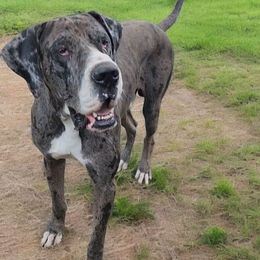 Gus - Merle male Great Dane puppy in Walker, Louisiana from La Rebel Danes