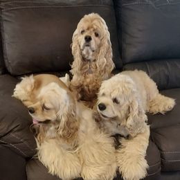 Cocker Spaniels from Rocky's House of Cockers