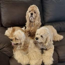 Cocker Spaniels from Rocky's House of Cockers