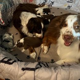 Australian Shepherd Puppies from Best Aussies