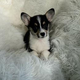 Suzie - Black and tan female Pembroke Welsh Corgi puppy in Morton, Mississippi from Southern Magnolia Corgis