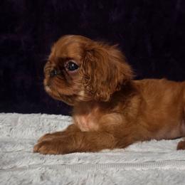Charisma's sweet wine and sunshine - Red female English Toy Spaniel puppy in Glenwood City, Wisconsin from NyaStar