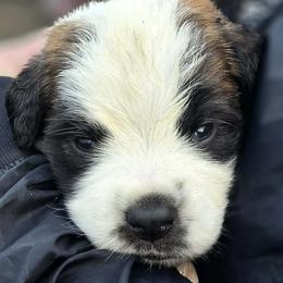 Saint Bernard Puppies from Eagle Mountain Saints