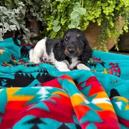 Woody - Piebald male Dachshund puppy in Aurora, Missouri from Baker Farms