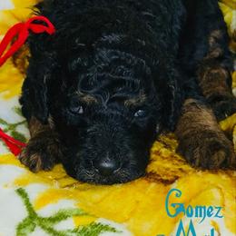 Gomez - Tri-color male Bernedoodle puppy in Beecher, Illinois from Erica’s Doodles