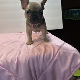 French Bulldog Puppies from Tuscaloosa Frenchies