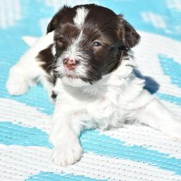 Rhiannon - Chocolate female Havanese puppy in Angier, North Carolina from Hoppy Havanese