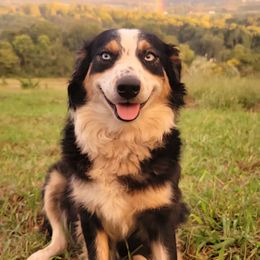 Lexy - Australian Shepherd