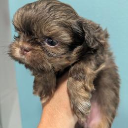 Pretty light eyed liver girl - Chocolate and tan female Shih Tzu puppy in Amherst, Maine from McKayla Hairston
