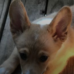 Pembroke Welsh Corgis from Cathy's Corgis